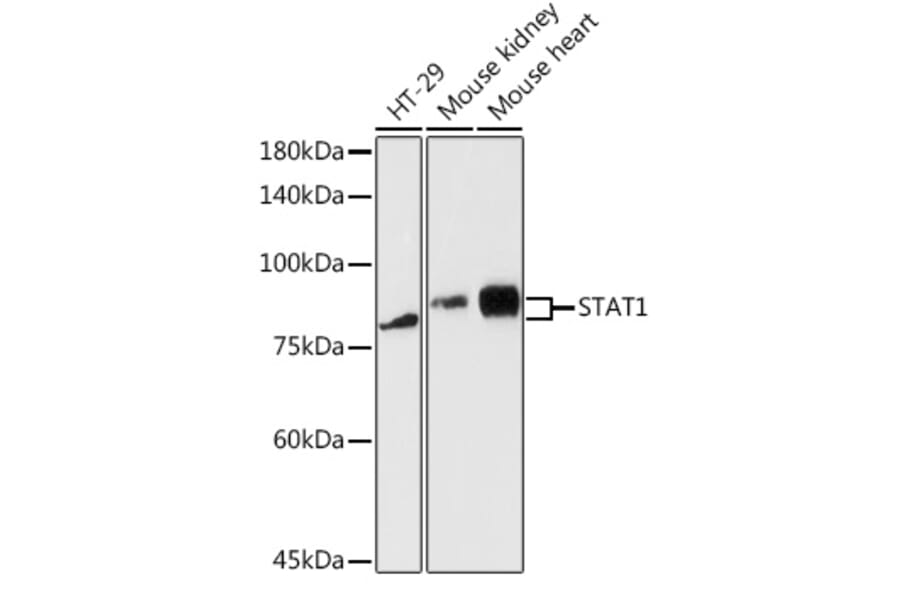 Western Blot - Anti-STAT1 Antibody (A12504) - Antibodies.com