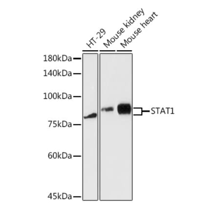 Western Blot - Anti-STAT1 Antibody (A12504) - Antibodies.com