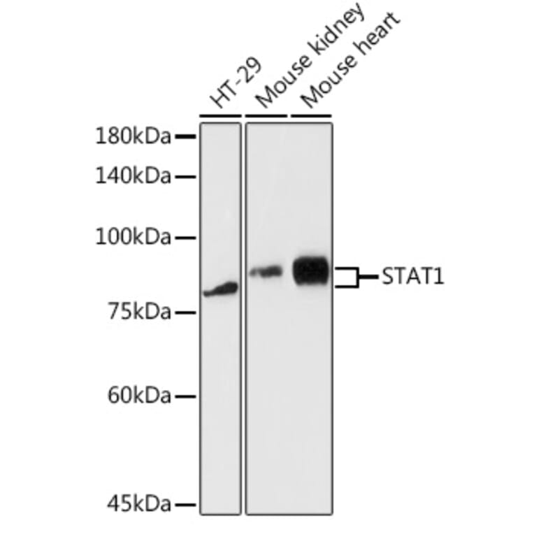 Western Blot - Anti-STAT1 Antibody (A12504) - Antibodies.com