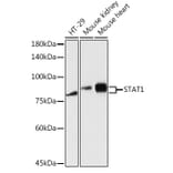 Western Blot - Anti-STAT1 Antibody (A12504) - Antibodies.com