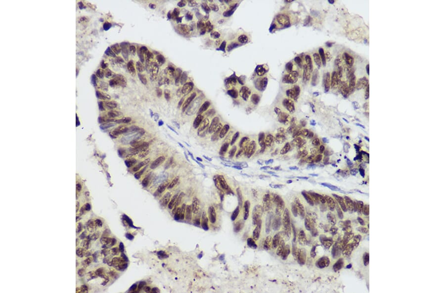 Immunohistochemistry - Anti-STAT1 Antibody (A12504) - Antibodies.com