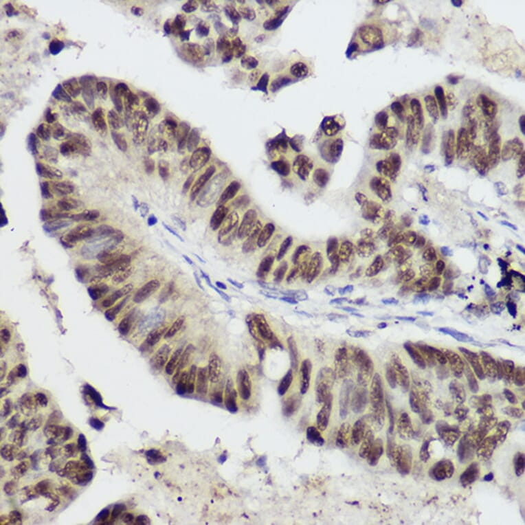 Immunohistochemistry - Anti-STAT1 Antibody (A12504) - Antibodies.com