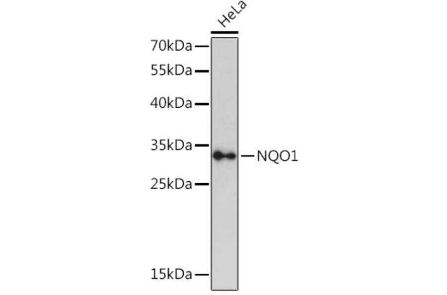 Western Blot - Anti-NQO1 Antibody (A12506) - Antibodies.com
