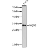 Western Blot - Anti-NQO1 Antibody (A12506) - Antibodies.com