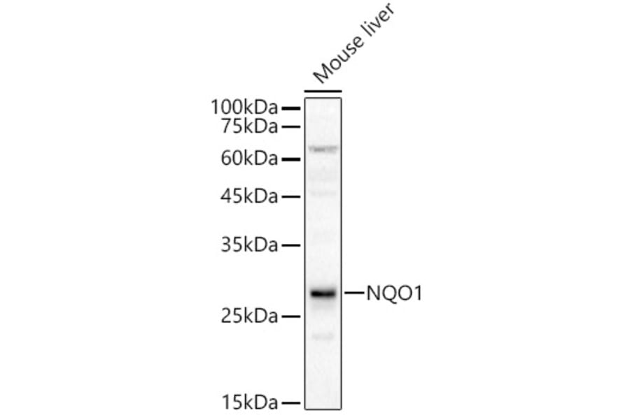 Western Blot - Anti-NQO1 Antibody (A12506) - Antibodies.com