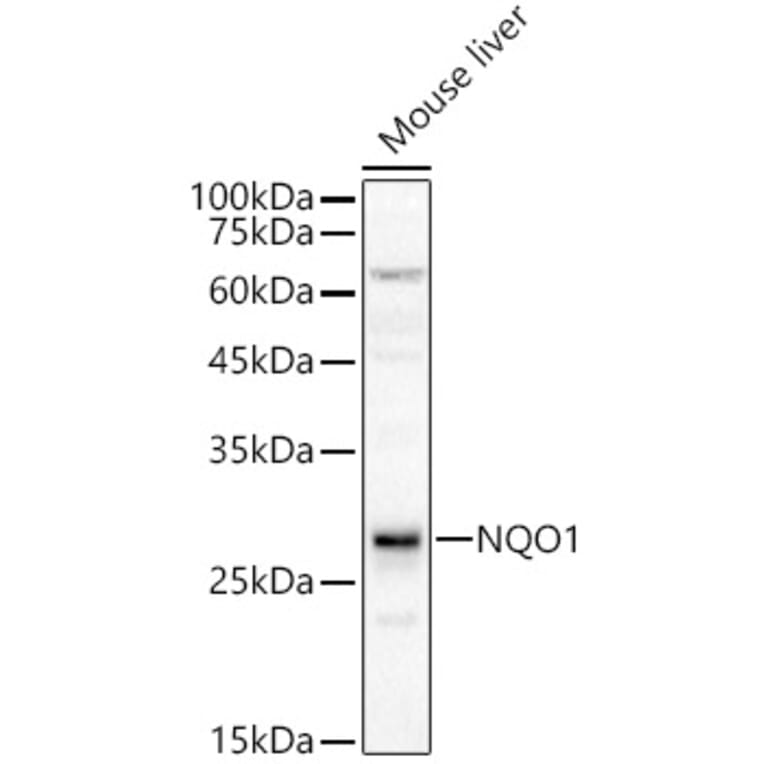 Western Blot - Anti-NQO1 Antibody (A12506) - Antibodies.com