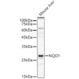 Western Blot - Anti-NQO1 Antibody (A12506) - Antibodies.com