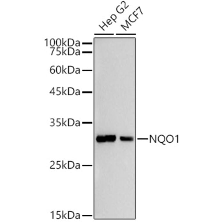 Western Blot - Anti-NQO1 Antibody (A12506) - Antibodies.com