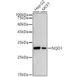 Western Blot - Anti-NQO1 Antibody (A12506) - Antibodies.com