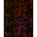 Immunofluorescence - Anti-NQO1 Antibody (A12506) - Antibodies.com