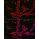 Immunofluorescence - Anti-NQO1 Antibody (A12506) - Antibodies.com