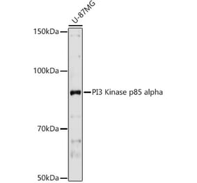 Western Blot - Anti-PI 3 Kinase p85 alpha Antibody (A12507) - Antibodies.com