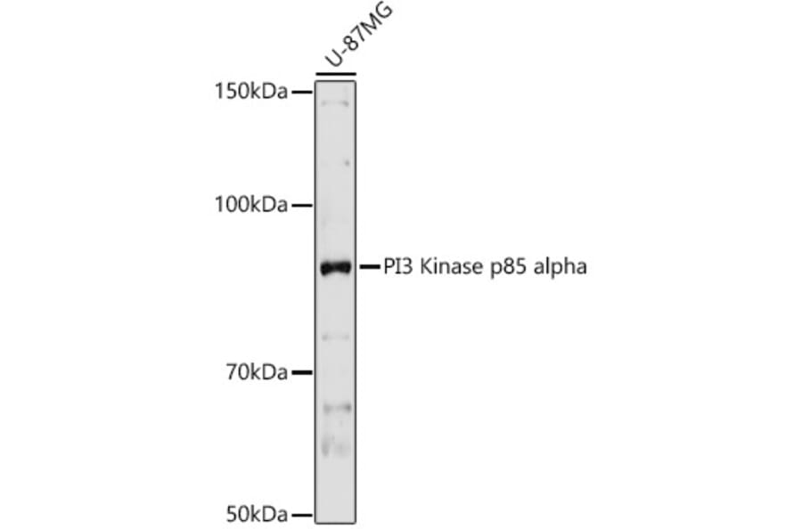 Western Blot - Anti-PI 3 Kinase p85 alpha Antibody (A12507) - Antibodies.com