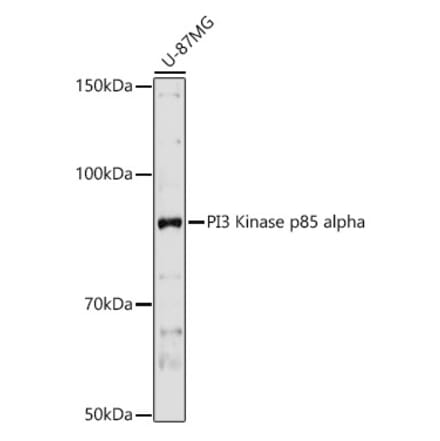 Western Blot - Anti-PI 3 Kinase p85 alpha Antibody (A12507) - Antibodies.com