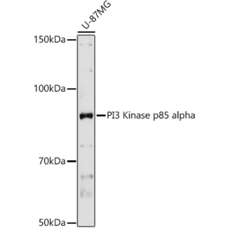 Western Blot - Anti-PI 3 Kinase p85 alpha Antibody (A12507) - Antibodies.com