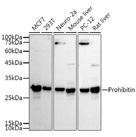 Western Blot - Anti-Prohibitin Antibody (A12508) - Antibodies.com