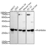 Western Blot - Anti-Prohibitin Antibody (A12508) - Antibodies.com