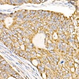 Immunohistochemistry - Anti-Prohibitin Antibody (A12508) - Antibodies.com