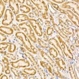 Immunohistochemistry - Anti-Prohibitin Antibody (A12508) - Antibodies.com