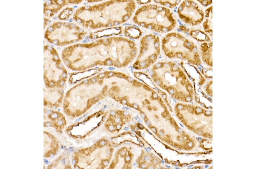 Immunohistochemistry - Anti-Prohibitin Antibody (A12508) - Antibodies.com