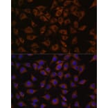 Immunofluorescence - Anti-Prohibitin Antibody (A12508) - Antibodies.com