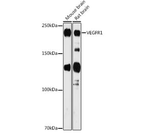 Western Blot - Anti-VEGF Receptor 1 Antibody (A12509) - Antibodies.com