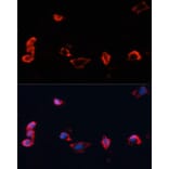 Immunofluorescence - Anti-Caveolin 1 Antibody (A12510) - Antibodies.com