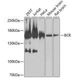 Western Blot - Anti-Bcr Antibody (A12512) - Antibodies.com