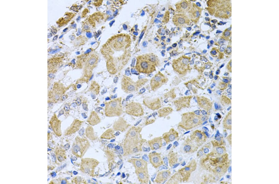 Immunohistochemistry - Anti-Bcr Antibody (A12512) - Antibodies.com