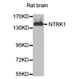 Western Blot - Anti-NTRK1 Antibody (A0072) - Antibodies.com