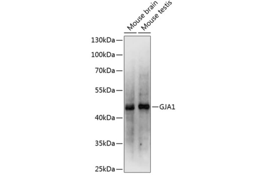 Western Blot - Anti-GJA1 Antibody (A0084) - Antibodies.com