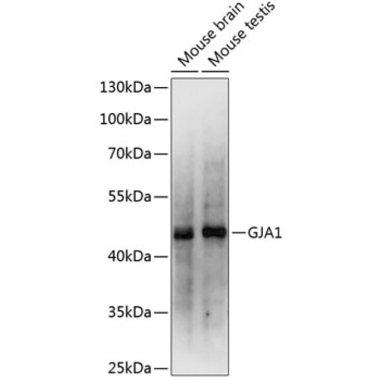 Western Blot - Anti-GJA1 Antibody (A0084) - Antibodies.com