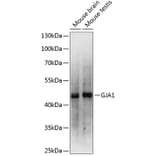 Western Blot - Anti-GJA1 Antibody (A0084) - Antibodies.com