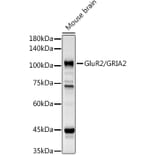 Western Blot - Anti-Ionotropic Glutamate receptor 2 Antibody (A12521) - Antibodies.com