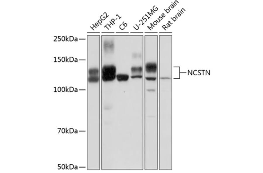 Western Blot - Anti-Nicastrin Antibody (A12524) - Antibodies.com