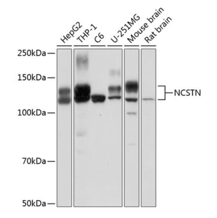 Western Blot - Anti-Nicastrin Antibody (A12524) - Antibodies.com