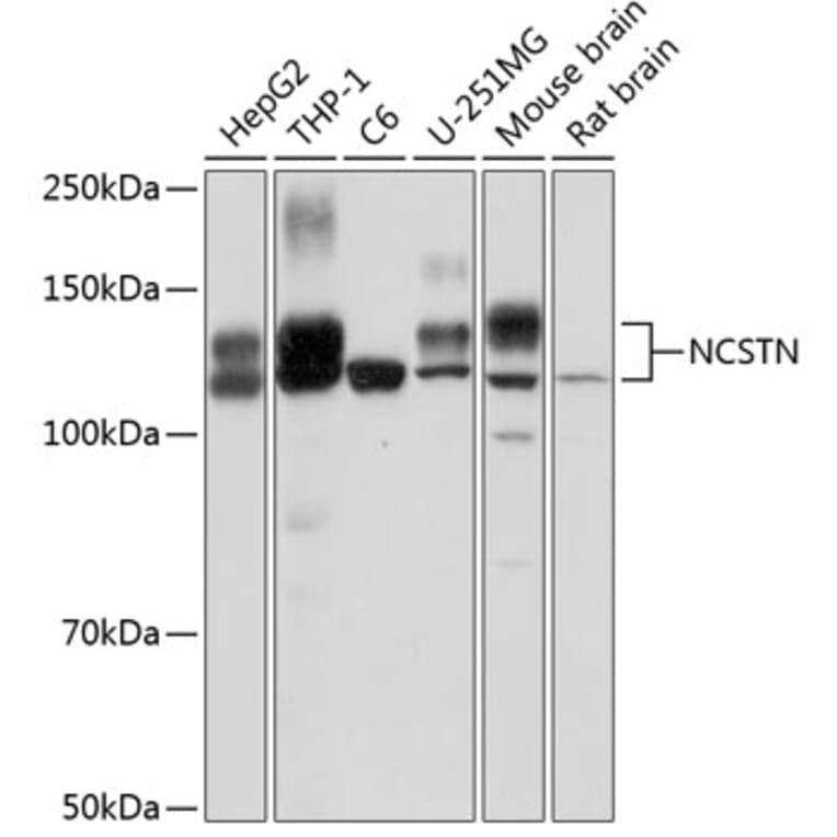 Western Blot - Anti-Nicastrin Antibody (A12524) - Antibodies.com