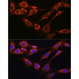 Immunofluorescence - Anti-Nicastrin Antibody (A12524) - Antibodies.com