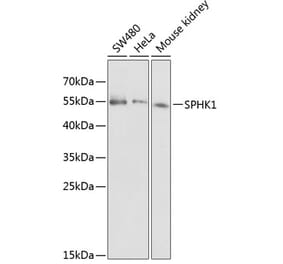 Western Blot - Anti-SPHK1 Antibody (A12526) - Antibodies.com