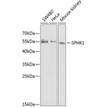 Western Blot - Anti-SPHK1 Antibody (A12526) - Antibodies.com