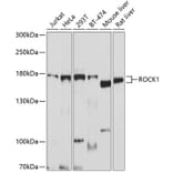 Western Blot - Anti-ROCK1 Antibody (A12527) - Antibodies.com