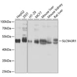 Western Blot - Anti-EBP50/NHERF-1 Antibody (A12528) - Antibodies.com