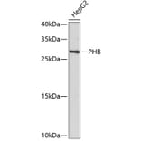 Western Blot - Anti-PHB Antibody (A0156) - Antibodies.com