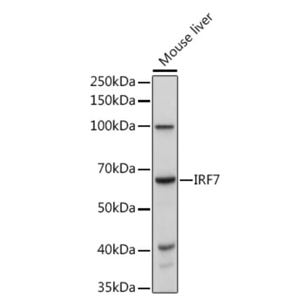 Western Blot - Anti-IRF7 Antibody (A12530) - Antibodies.com