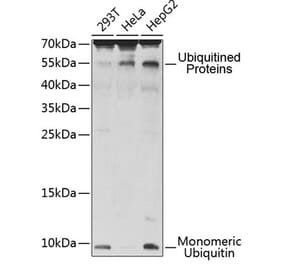 Western Blot - Anti-UBB Antibody (A0162) - Antibodies.com