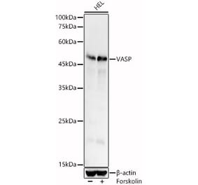 Western Blot - Anti-VASP Antibody (A12532) - Antibodies.com