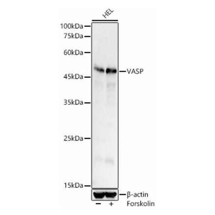 Western Blot - Anti-VASP Antibody (A12532) - Antibodies.com