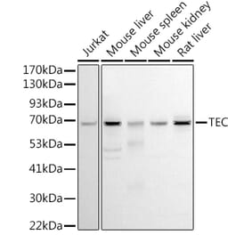 Western Blot - Anti-Tec Antibody (A12533) - Antibodies.com