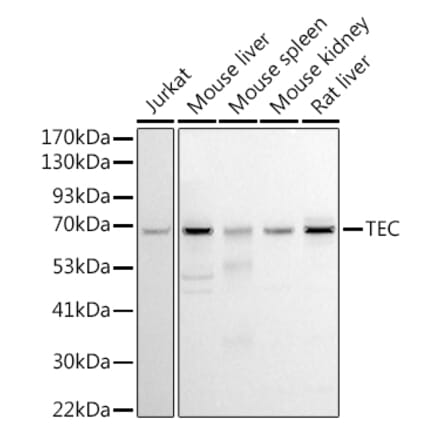 Western Blot - Anti-Tec Antibody (A12533) - Antibodies.com