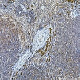 Immunohistochemistry - Anti-Tec Antibody (A12533) - Antibodies.com